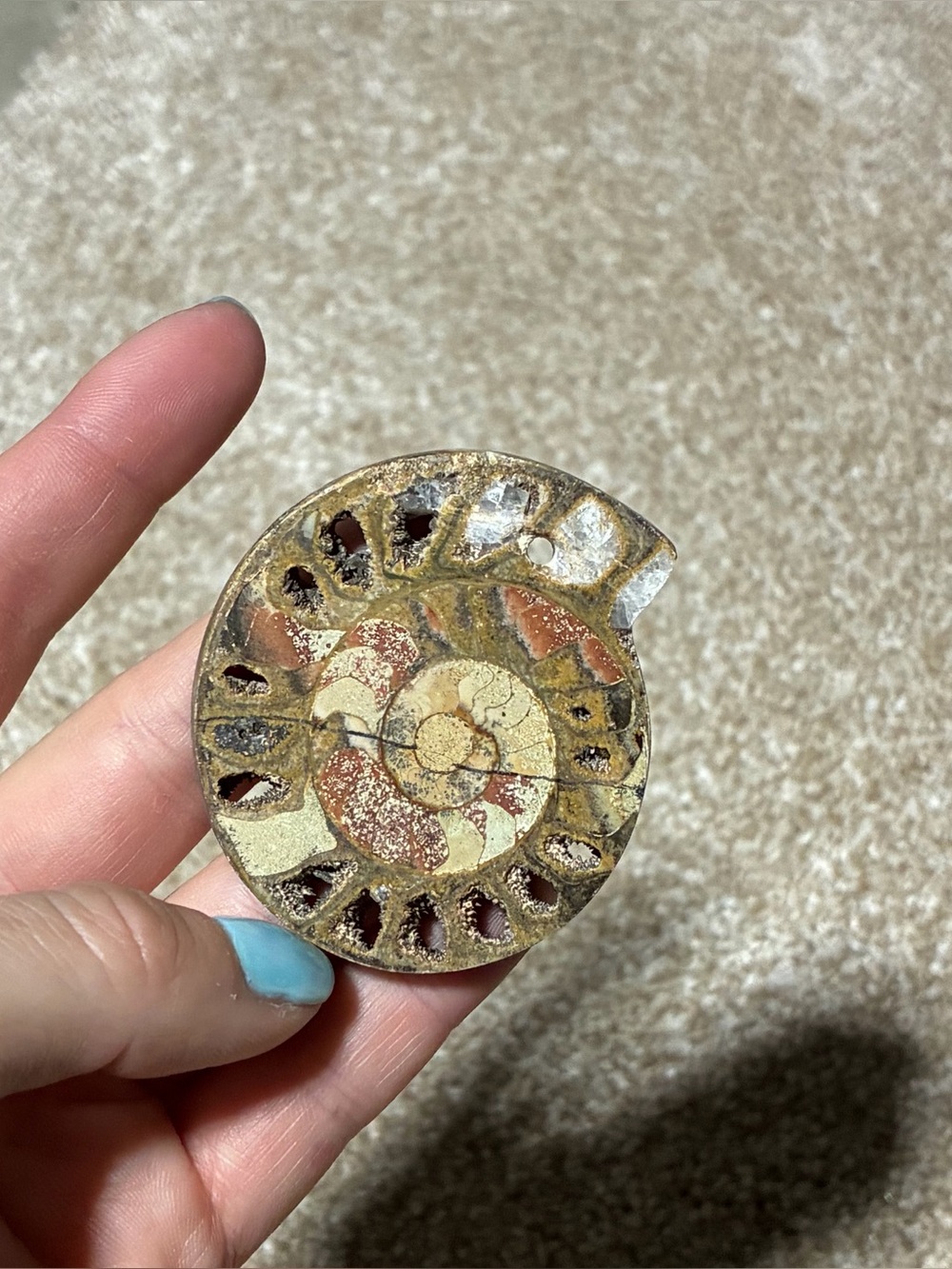 Ammonite Fossil Shell Slice Decoration